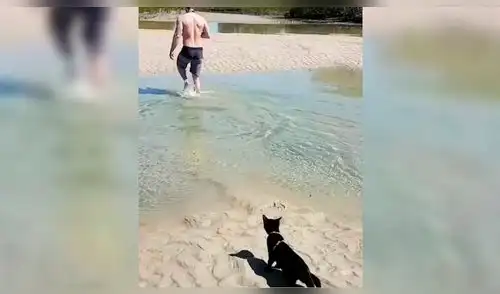Twitter: Gato sorprende a todos al meterse al agua para seguir a su dueño [VIDEO]