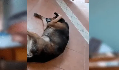 YouTube viral: Perro no soporta escuchar la serenata de su amo y hace lo impensado [VIDEO] 