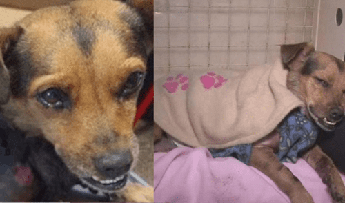 Murió Bombón, la perrita que apareció despellejada en un barrio de Argentina Murió Bombón, la perrita que apareció despellejada en un barrio de Argentina
