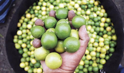 Precio del limón ahora cuesta 150 soles la bolsa en Piura Precio del limón ahora cuesta 150 soles la bolsa en Piura