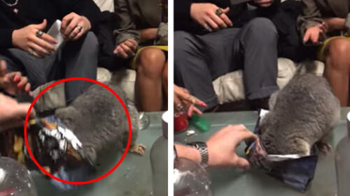 YouTube: disfrutaban de una fiesta y de pronto recibieron la visita de un "peculiar" ladrón