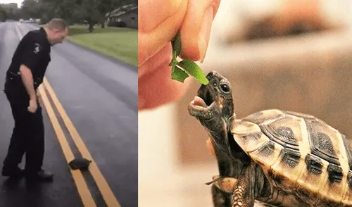YouTube Viral: Impresionante carrera entre tortuga y policía sorprende a las redes [VIDEO]