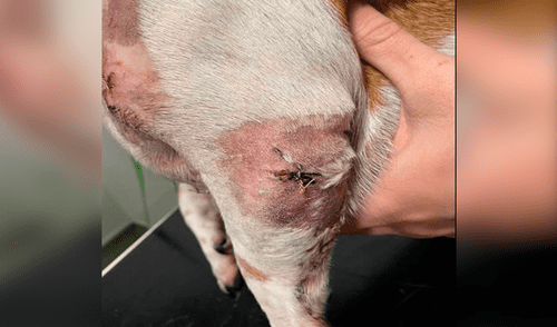 Muerde en la oreja a Rottweiler que atacaba a sus mascotas y pierde un diente [FOTOS]