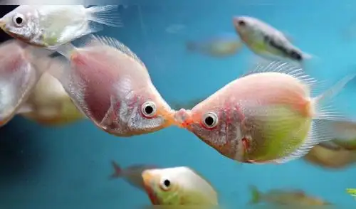 Facebook viral: peces enamorados sorprenden con tierna escena de besos [VIDEO]