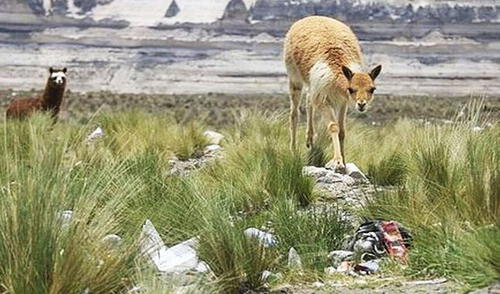Pese a contaminación, población de vicuñas creció