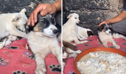 Desliza las imágenes para ver más detalles sobre esta tierna escena que es viral en redes sociales. Foto: captura de Facebook Facebook viral: Perritos son rescatados de la calle y lucen temerosos al llegar al refugio