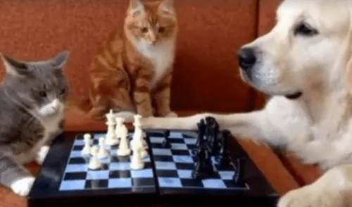 Facebook: mascotas tienen épica pelea mientras se encontraban jugando ajedrez [VIDEO]