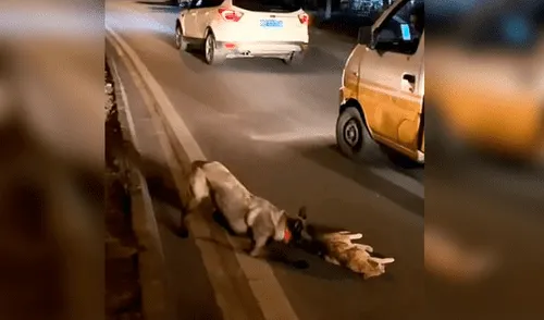 Desliza las imágenes para ver el noble acto de Pantera Negra con el felino que murió atropellado en una carretera. Foto: TikTok