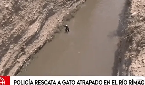 Policía Nacional rescató a gato ‘Moisés’ de las aguas del río Rímac [VIDEO]
