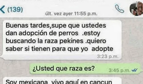WhatsApp: Quiso adoptar perro de "raza pura" y le dieron una gran lección WhatsApp: Quiso adoptar perro de "raza pura" y le dieron una gran lección
