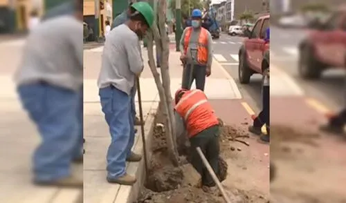 Usuarios en redes sociales denunciaron que los árboles dificultaban el tránsito de ciclistas. Foto: captura de Canal N Usuarios en redes sociales denunciaron que los árboles dificultaban el tránsito de ciclistas. Foto: captura de Canal N