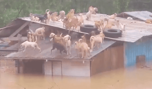 Perros quedan atrapados en el techo de un refugio tras una inundación