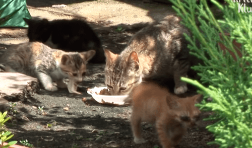 YouTube viral: Gatito ciego es rescatado por un 'ángel' y sufre radical cambio que enternece al mundo [VIDEO]