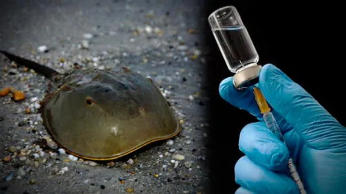 La sangre azul del cangrejo de herradura y su papel en la búsqueda de una vacuna contra la COVID-19. (Foto: Uol / Vix)