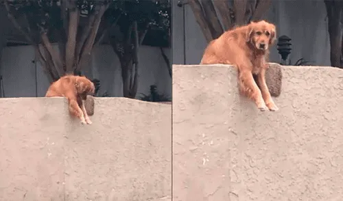 Facebook: conoce la triste historia del perro que lanza su juguete fuera de casa todos los días Facebook: conoce la triste historia del perro que lanza su juguete fuera de casa todos los días
