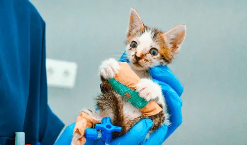 Desliza las imágenes para conocer a Star, un pequeño gato víctima de maltrato animal. Foto: captura de YouTube Desliza las imágenes para conocer a Star, un pequeño gato víctima de maltrato animal. Foto: captura de YouTube