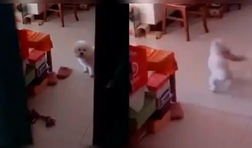 Facebook: le hace creer a su perro que está solo y lo descubre haciendo tremenda travesura