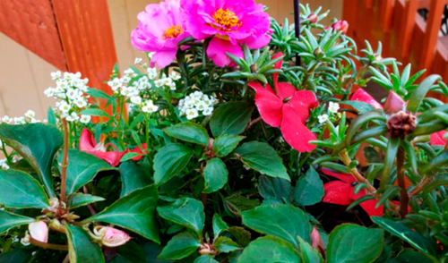 Facebook viral: ¿encuentras a la rana escondida entre las flores? El nuevo reto visual que nadie supera [FOTOS]