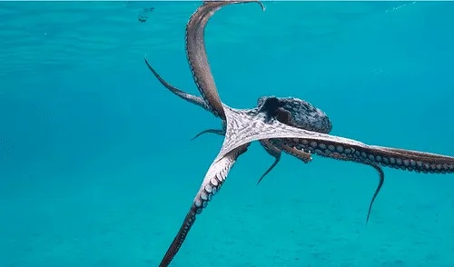 YouTube viral: pulpo ‘baila’ para un buzo en el fondo del mar y sorprende a miles [VIDEO]