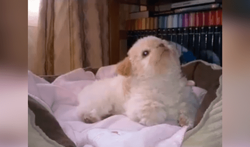 Facebook viral: creyó adoptar un perro shitzu, pero con el tiempo se enteró que era otra raza [VIDEO]