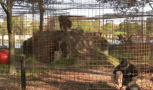 YouTube viral: No te imaginarás lo que sucede cuando este hombre ingresa a la jaula de un feroz tigre [VIDEO] 