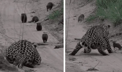 YouTube viral: un leopardo le tendió trampa a marmota bebé y tuvo inesperado final [VIDEO] 
