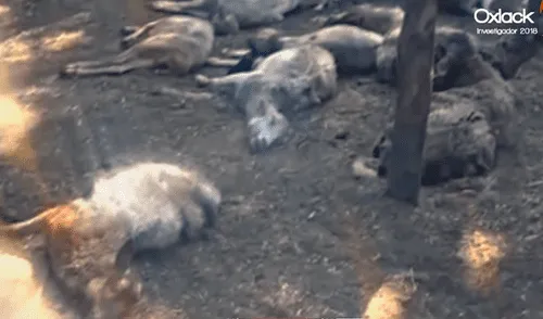 YouTube viral: ¿es real el video del terrorífico 'hombre conejo? Aquí te revelamos el misterio [VIDEO]