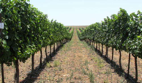 Minagri declara de necesidad pública proyecto que amplía frontera agrícola en Moquegua 