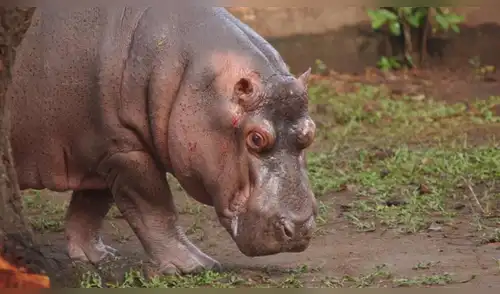 Hipopótamo muere tras ser agredido en un zoológico