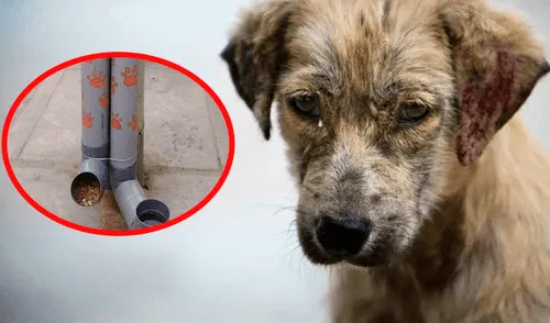 Facebook: estudiantes lanzan iniciativa para alimentar a perros callejeros junto a la PNP [FOTOS]