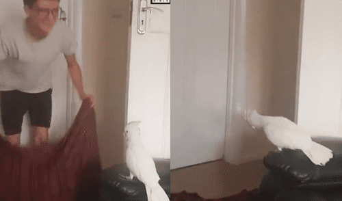 Facebook: cacatúa ‘insulta’ a su dueño por hacerle un truco de magia [VIDEO]