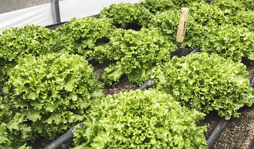 Estados Unidos: piden no consumir lechuga romana porque está contaminada