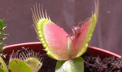 YouTube: Planta carnívora asesina a una temida araña en cuestión de segundos