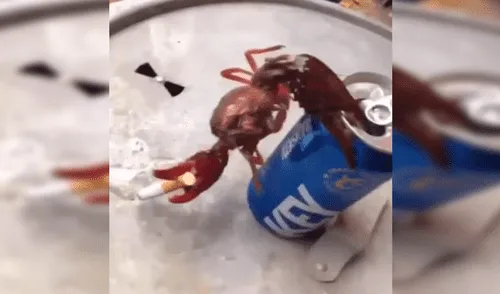 Facebook Viral: Miles están indignados por video de cangrejo 'fumando' y tomando alcohol