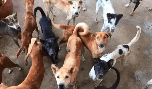 YouTube: Niño muere atacado por 17 perros callejeros [VIDEO]