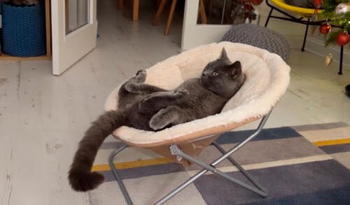 YouTube viral: deja a gato en su sala y al volver lo encuentra echado viendo Tom y Jerry