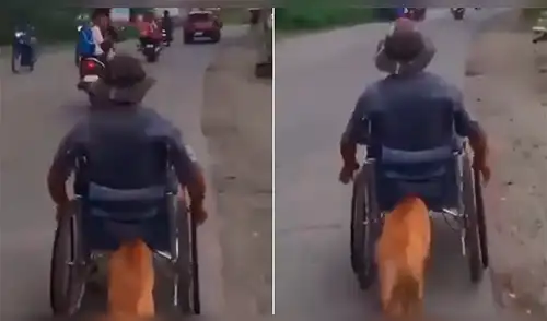 Facebook: perro empuja la silla de ruedas de su dueño y conmueve a todos en las redes [VIDEO]