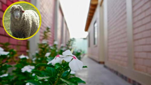 Ica: carnero evitó ataque que pudo culminar en fatal tragedia