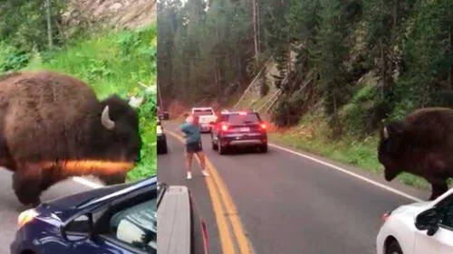 YouTube: Mira cómo un conductor se enfrenta a enorme bisonte [VIDEO]