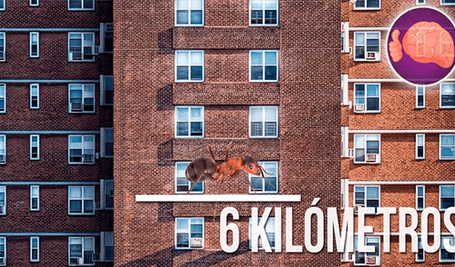 YouTube viral: ¿Qué pasa si se lanza una hormiga desde un edificio? Youtuber sorprende al mostralo [VIDEO]