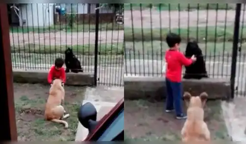 Facebook: Este niño héroe decidió compartir la comida de su mascota con un perrito de la calle Facebook: Este niño héroe decidió compartir la comida de su mascota con un perrito de la calle