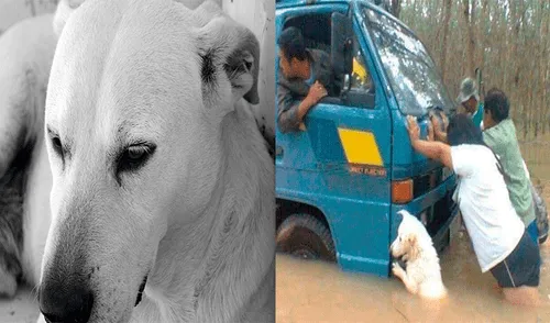 Facebook: Perro se vuelve viral al ser captado ayudando a empujar camión [VIDEO]