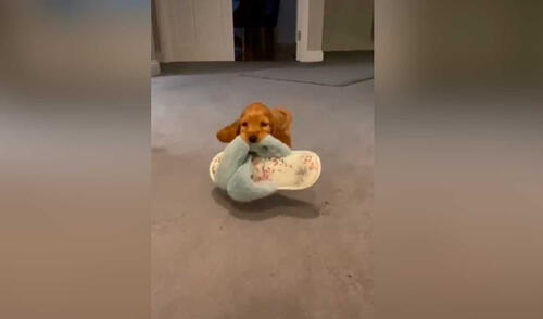 TikTok viral: perro bebé le hace ‘favor’ a su dueña y protagoniza tierna escena a su lado