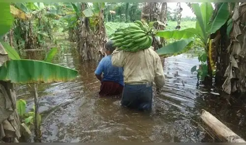 Transfieren S/ 37 millones al Ministerio de Agricultura para atender 22 emergencias 