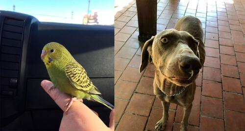 Milagros Leiva estalla en ataque de risas por 'Chimuelo' [VIDEOS]