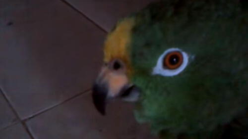 YouTube: loro canta el "El Gusanito" y sorprende al mundo entero