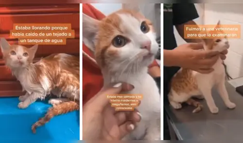 Facebook viral: salvan la vida de una gata bebé, lo acogen en su casa y esta les agradeció con una tierna acción [VIDEO]