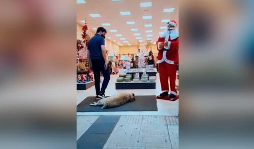 TikTok viral: vendedor ve a perro callejero en su local y se acerca para acariciarlo