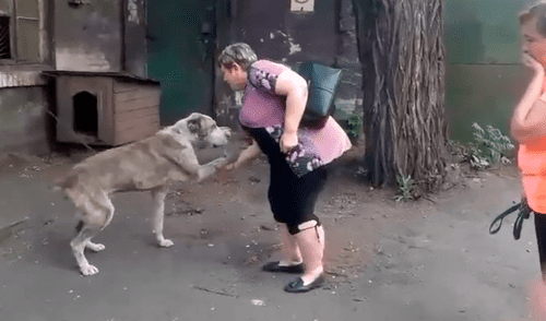 YouTube viral: perro se reencuentra con su dueña tras varios años y su reacción emociona a miles [VIDEO]