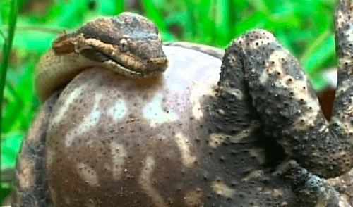 Facebook Viral: Nunca imaginarás como terminó la épica batalla entre esta culebra y sapo